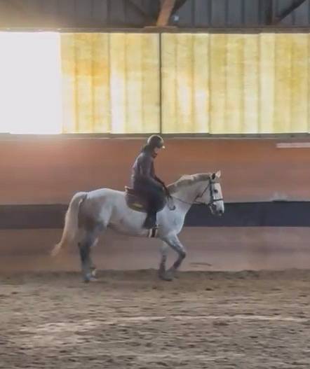 Yegua de ganader&iacute;a Silla Franc&eacute;s En venta 2018 Tordo por Valmy de la Lande