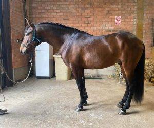 Caballo entero PRE Pura Raza Espa&ntilde;ola En venta 2021 Bayo