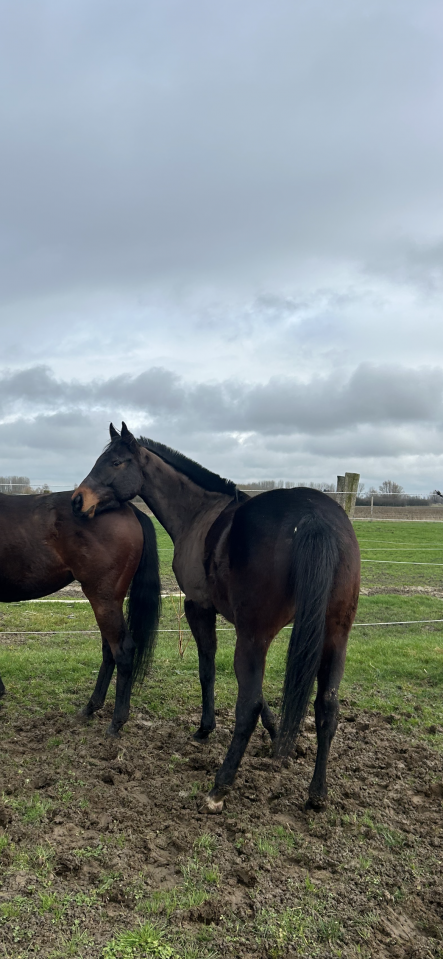 Caballo castrado Pura Sangre Ingl&eacute;s En venta 2022 Bayo moreno
