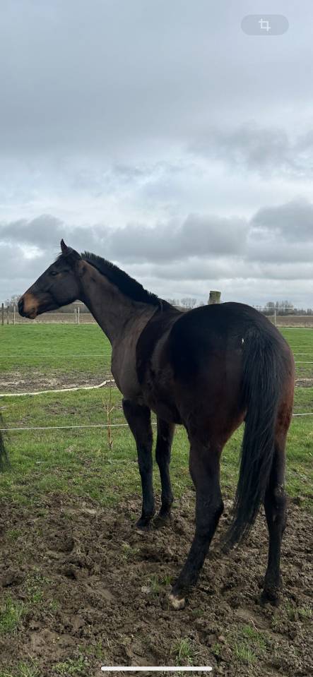 Caballo castrado Pura Sangre Ingl&eacute;s En venta 2022 Bayo moreno