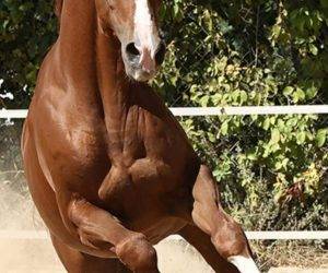 Caballo castrado CDE Caballo Deporte Espanol En venta 2016 Alaz&aacute;n