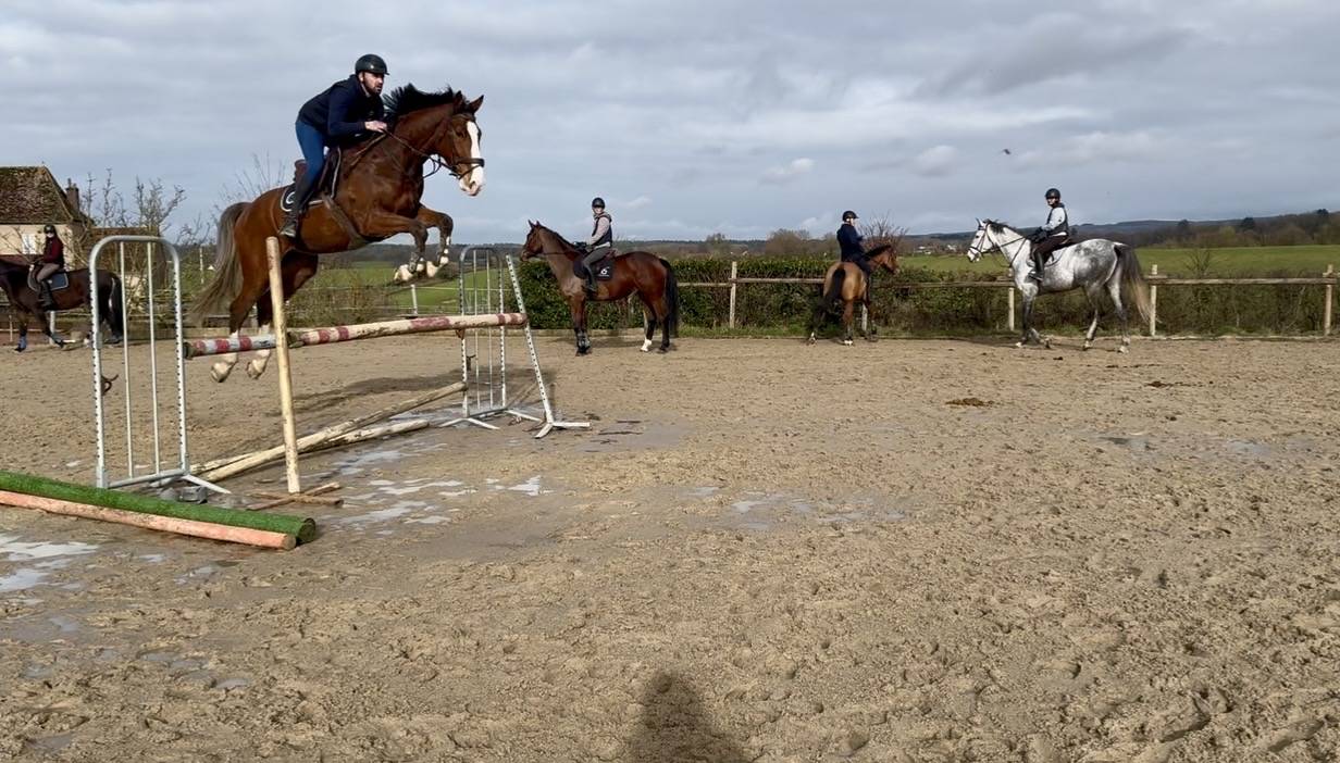 Caballo castrado Caballo de Silla En venta 2020 Bayo