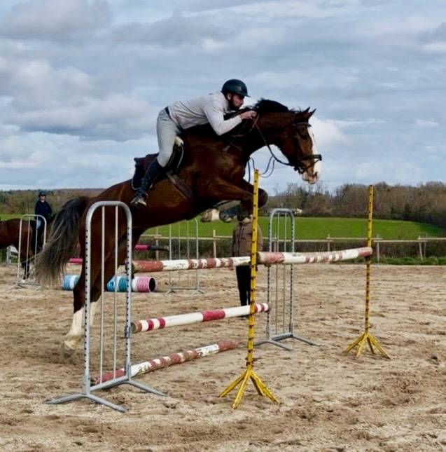 Caballo castrado Caballo de Silla En venta 2020 Bayo