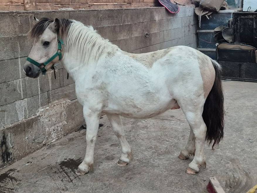 Caballo castrado Shetland En venta 2019 P&iacute;o
