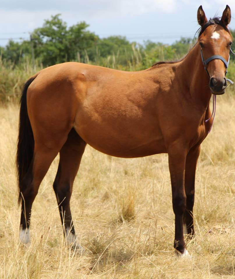 Yegua Silla Franc&eacute;s En venta 2024 Bayo por CONTROE