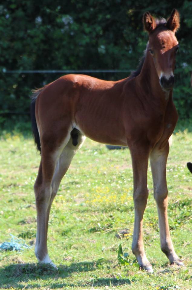 Potro Silla Franc&eacute;s En venta 2025 Bayo