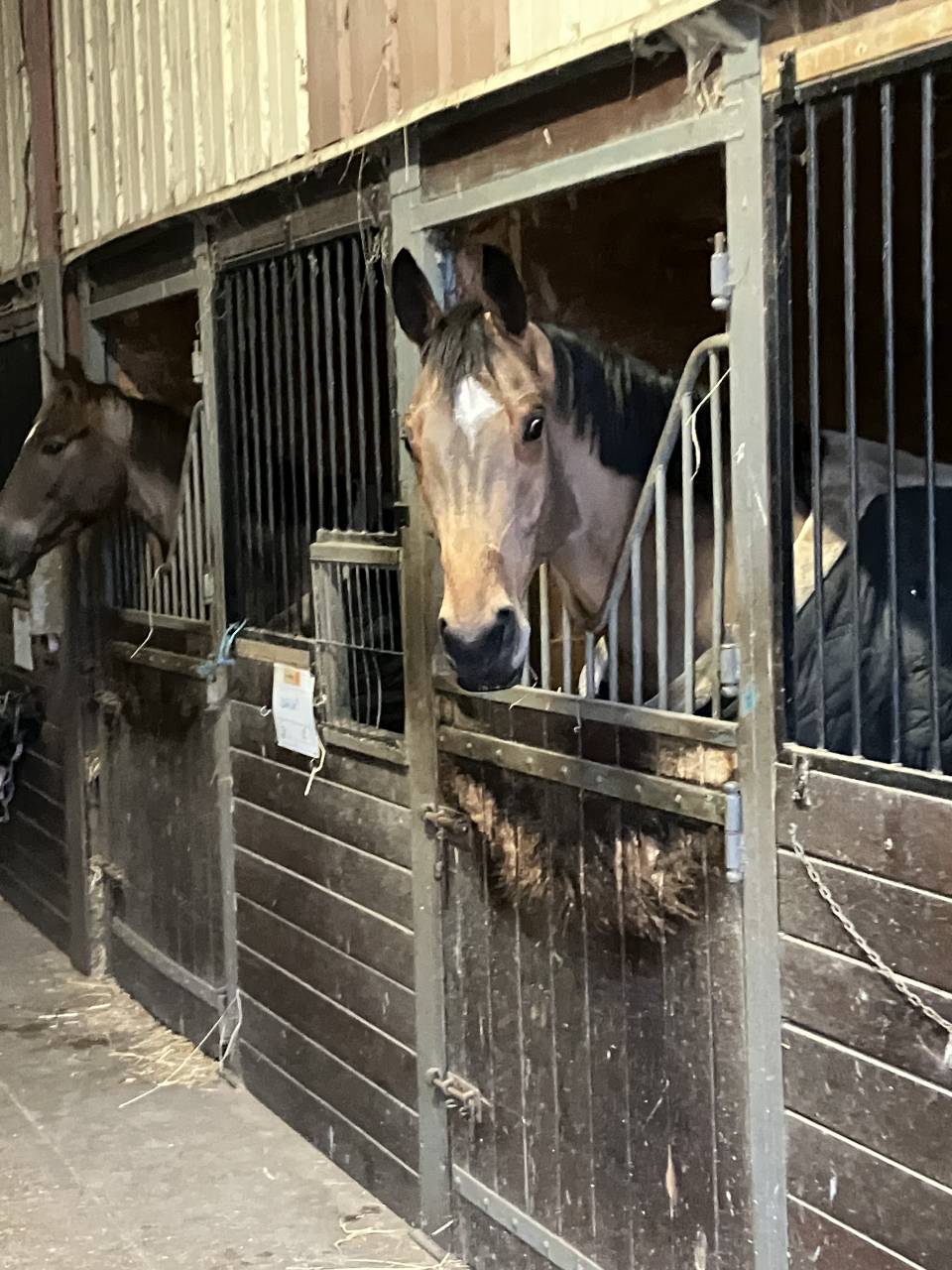 Caballo castrado Silla Franc&eacute;s En venta 2022 Bayo por Number One d Iso