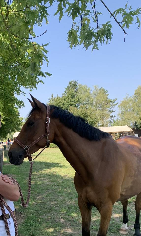 Caballo castrado Silla Franc&eacute;s En venta 2020 Bayo