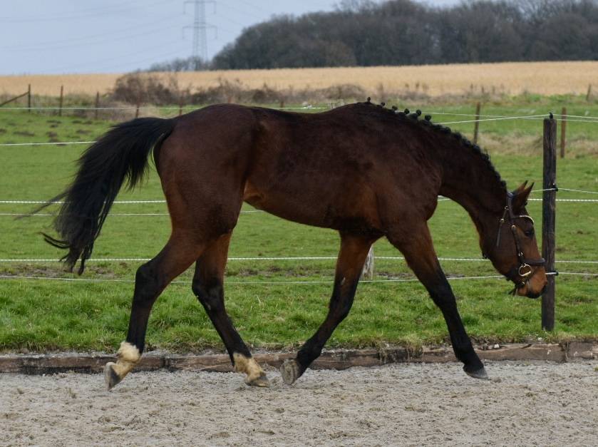 Semental BWP Caballo de Sangre Belga En venta 2023 Bayo