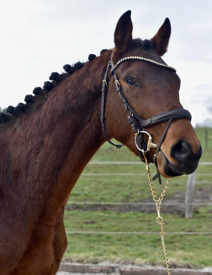 Semental BWP Caballo de Sangre Belga En venta 2023 Bayo