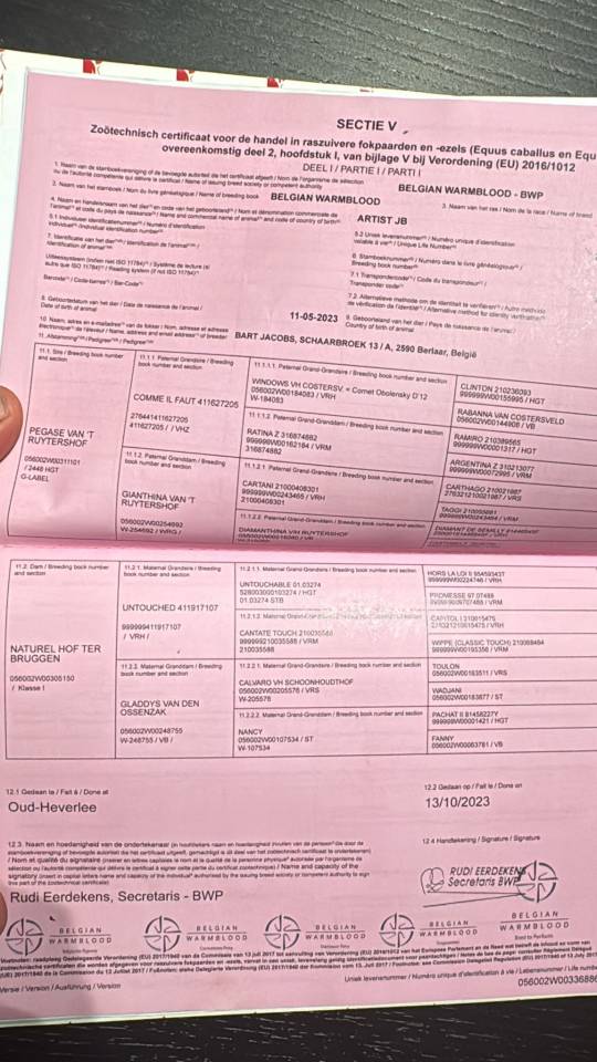 Semental BWP Caballo de Sangre Belga En venta 2023 Bayo