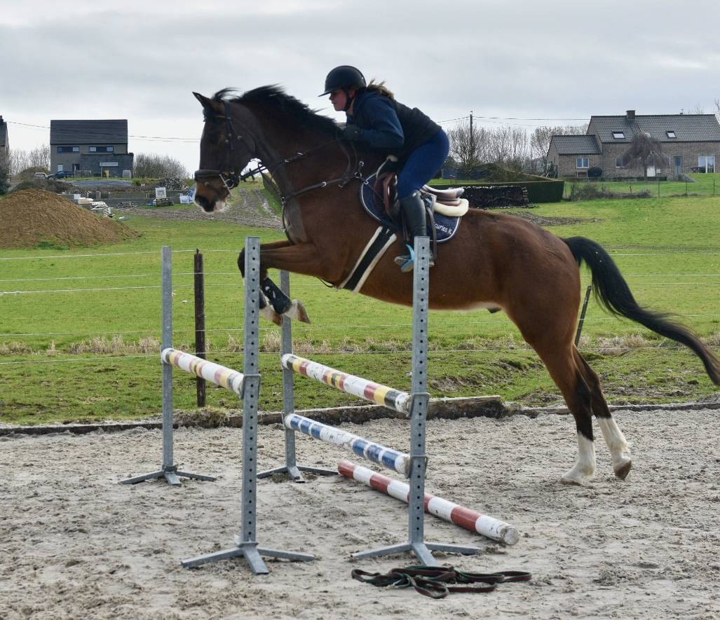 Caballo castrado BWP Caballo de Sangre Belga En venta 2011 Bayo