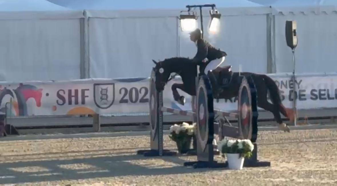 Yegua Origine Constat&eacute;e En venta 2020 Negro