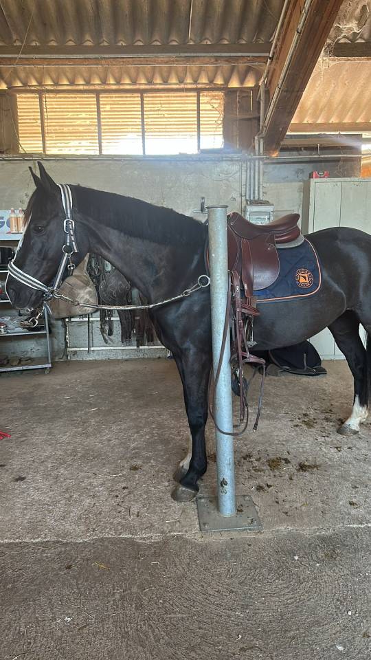 Yegua Origine Constat&eacute;e En venta 2020 Negro