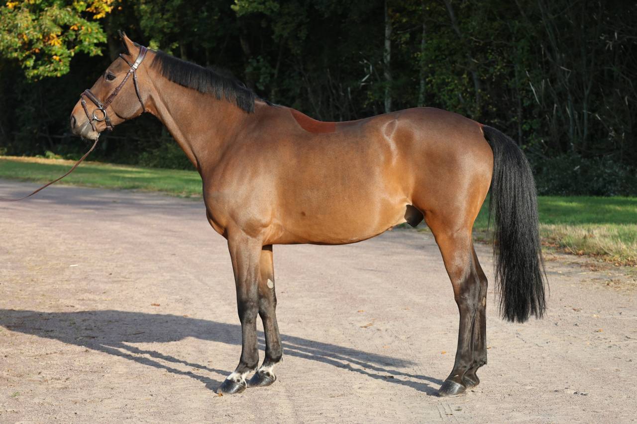 Caballo castrado Silla Franc&eacute;s En venta 2019 Bayo por DIAMANT DE SEMILLY