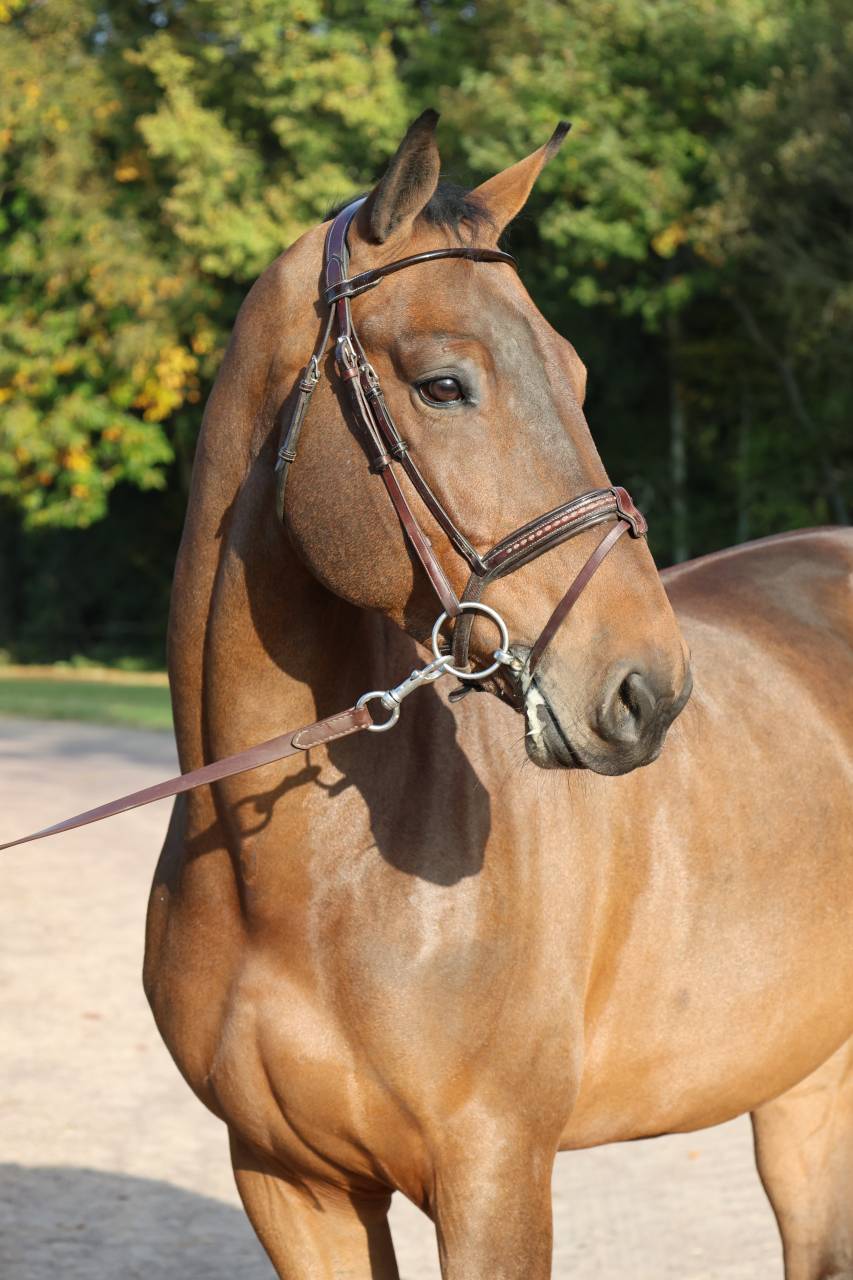 Caballo castrado Silla Franc&eacute;s En venta 2019 Bayo por DIAMANT DE SEMILLY