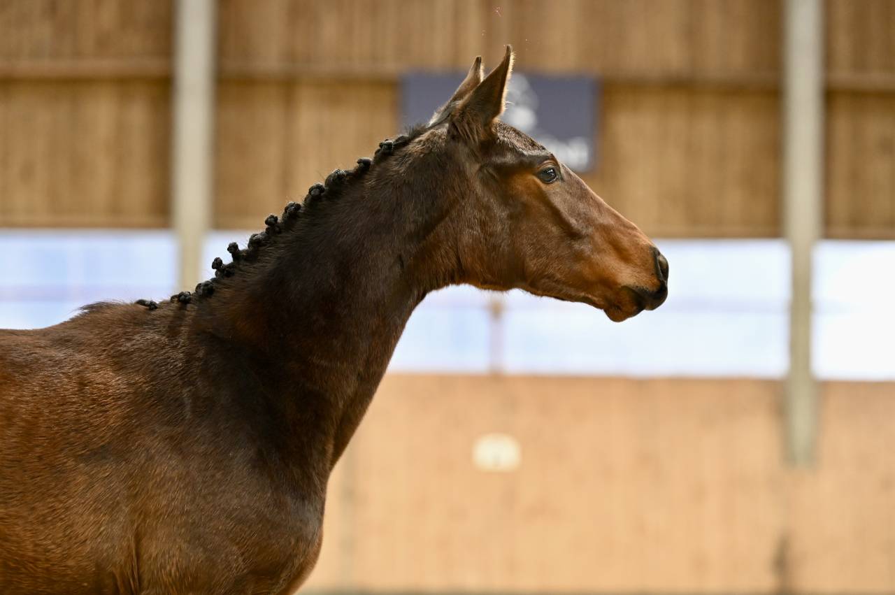 Yegua Zangersheide En venta 2025 Bayo por I&rsquo;m special de Muze