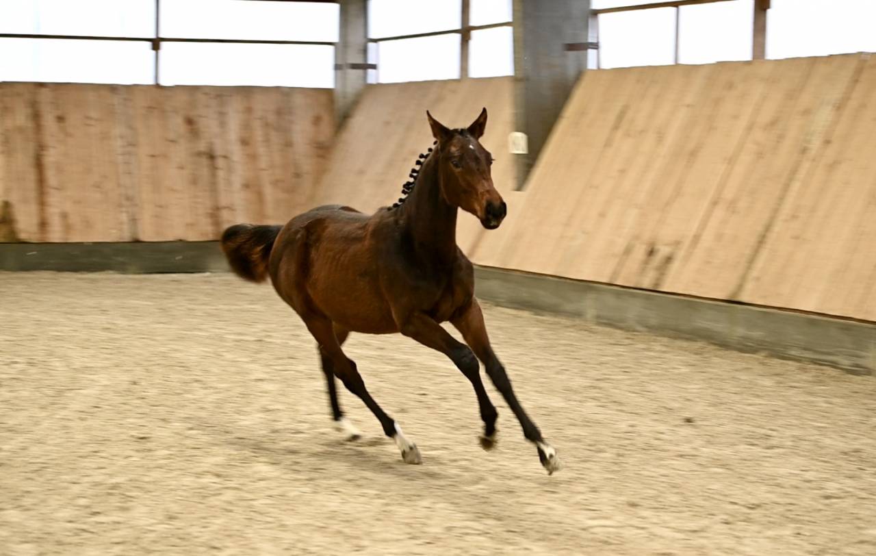 Yegua Zangersheide En venta 2025 Bayo por I&rsquo;m special de Muze