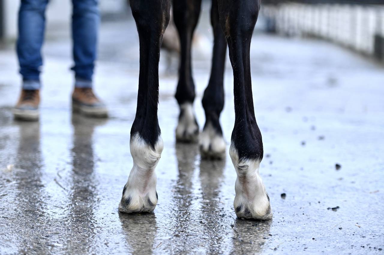 Yegua Zangersheide En venta 2025 Bayo por I&rsquo;m special de Muze