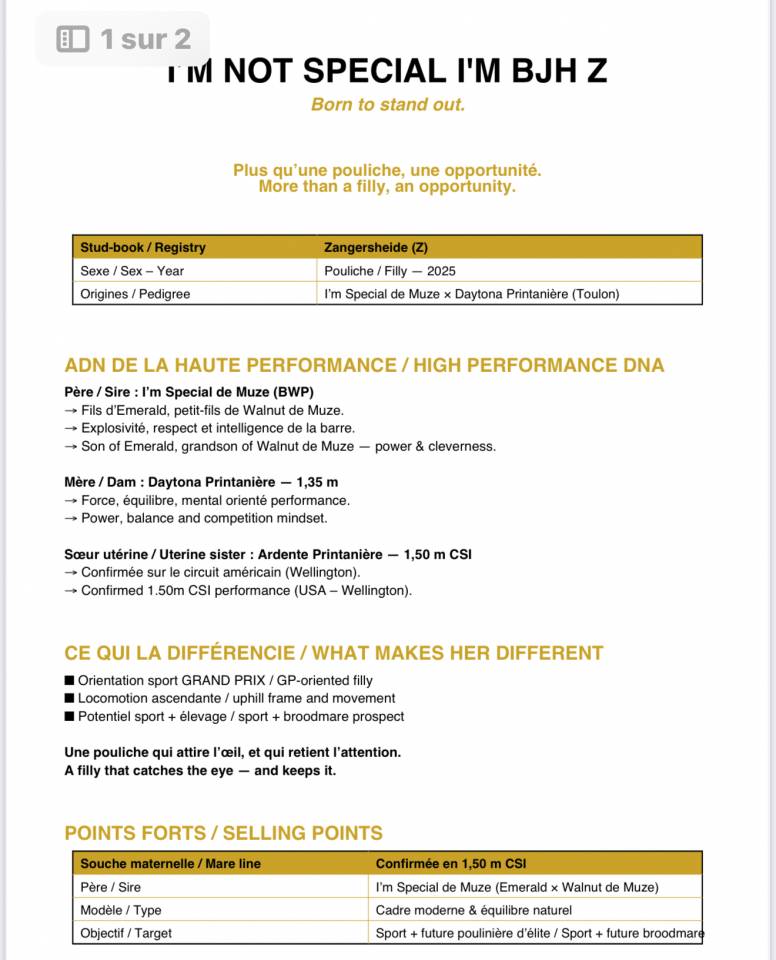 Yegua Zangersheide En venta 2025 Bayo por I&rsquo;m special de Muze