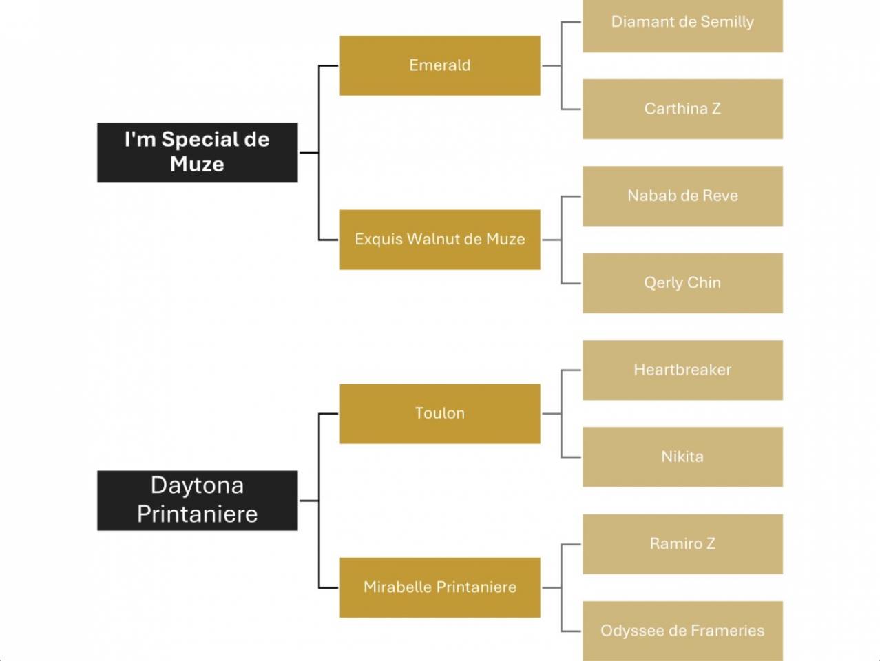 Yegua Zangersheide En venta 2025 Bayo por I&rsquo;m special de Muze
