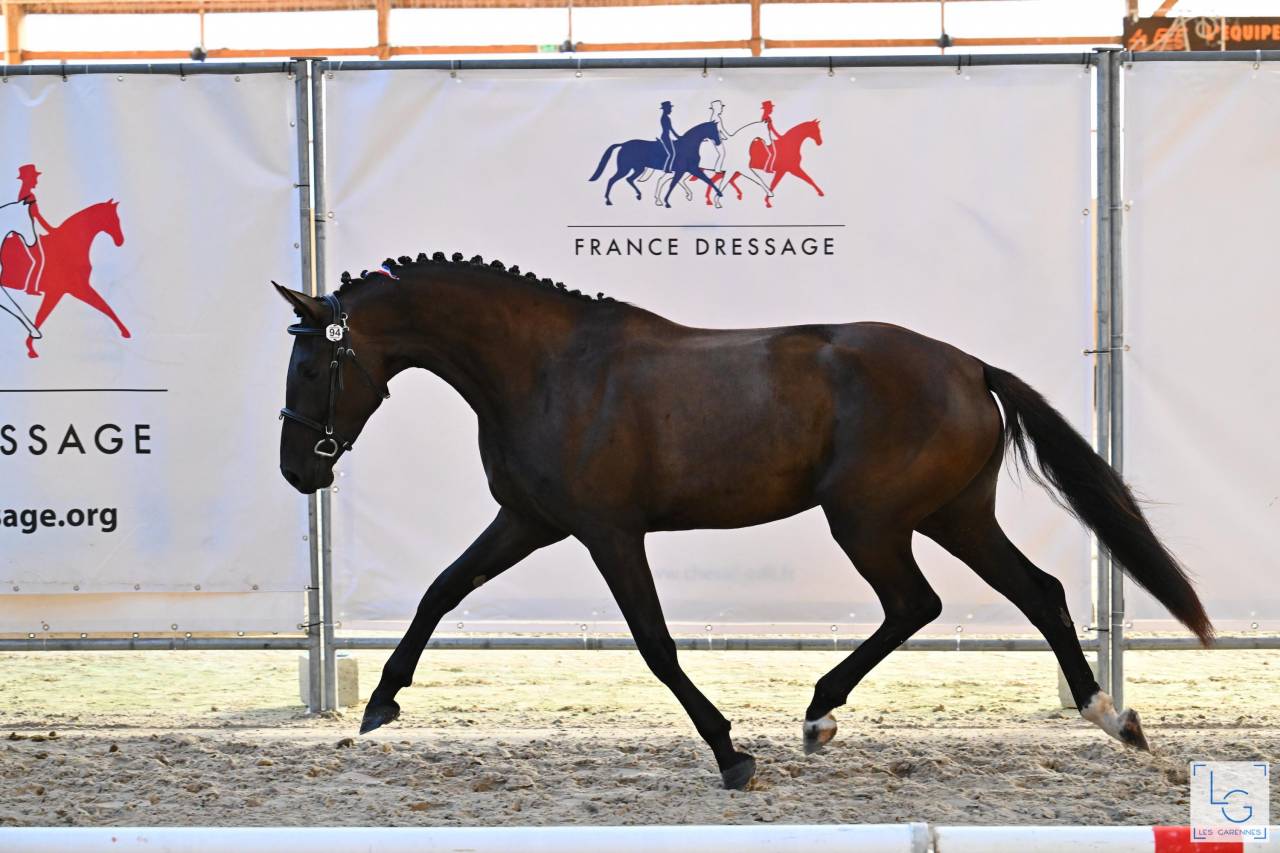 Potranca Silla Franc&eacute;s En venta 2022 Negro por SO UNIQUE