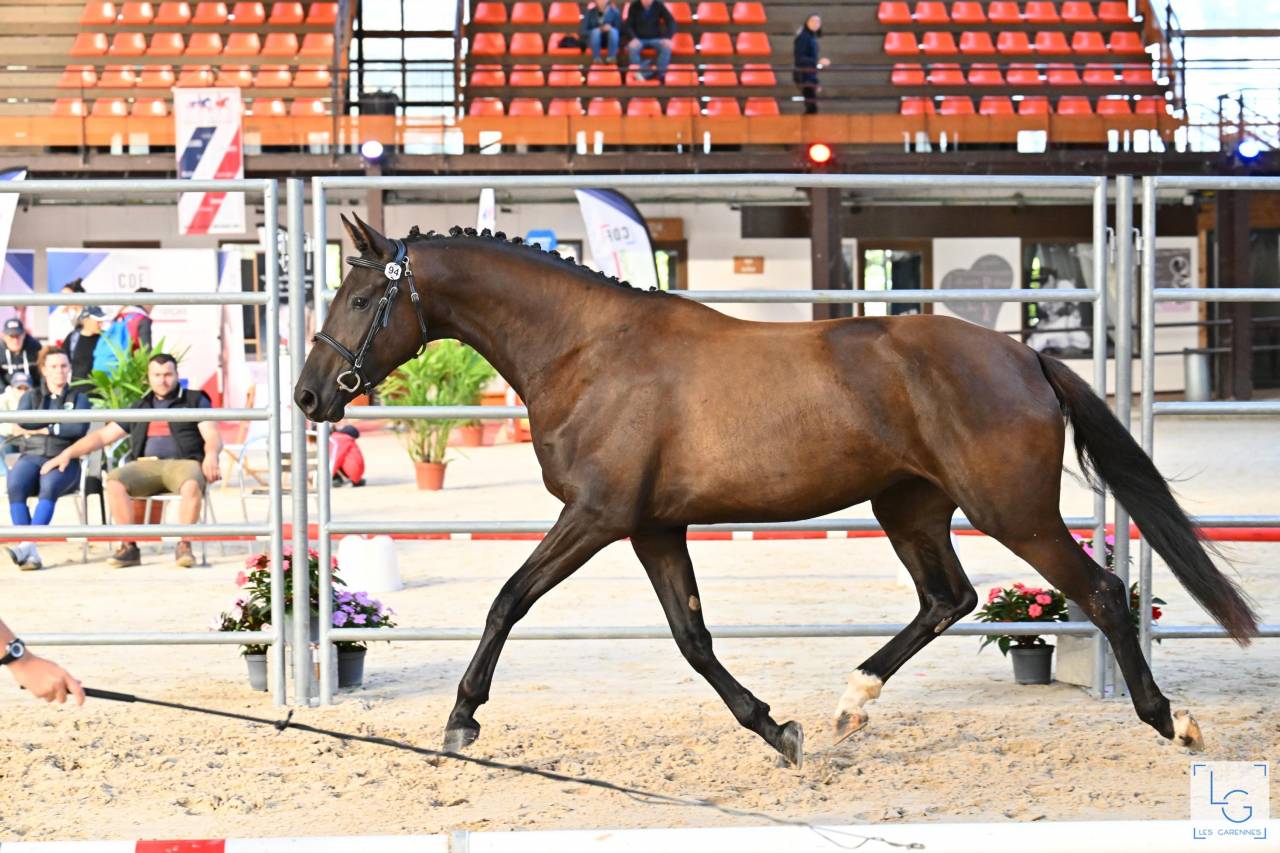 Potranca Silla Franc&eacute;s En venta 2022 Negro por SO UNIQUE