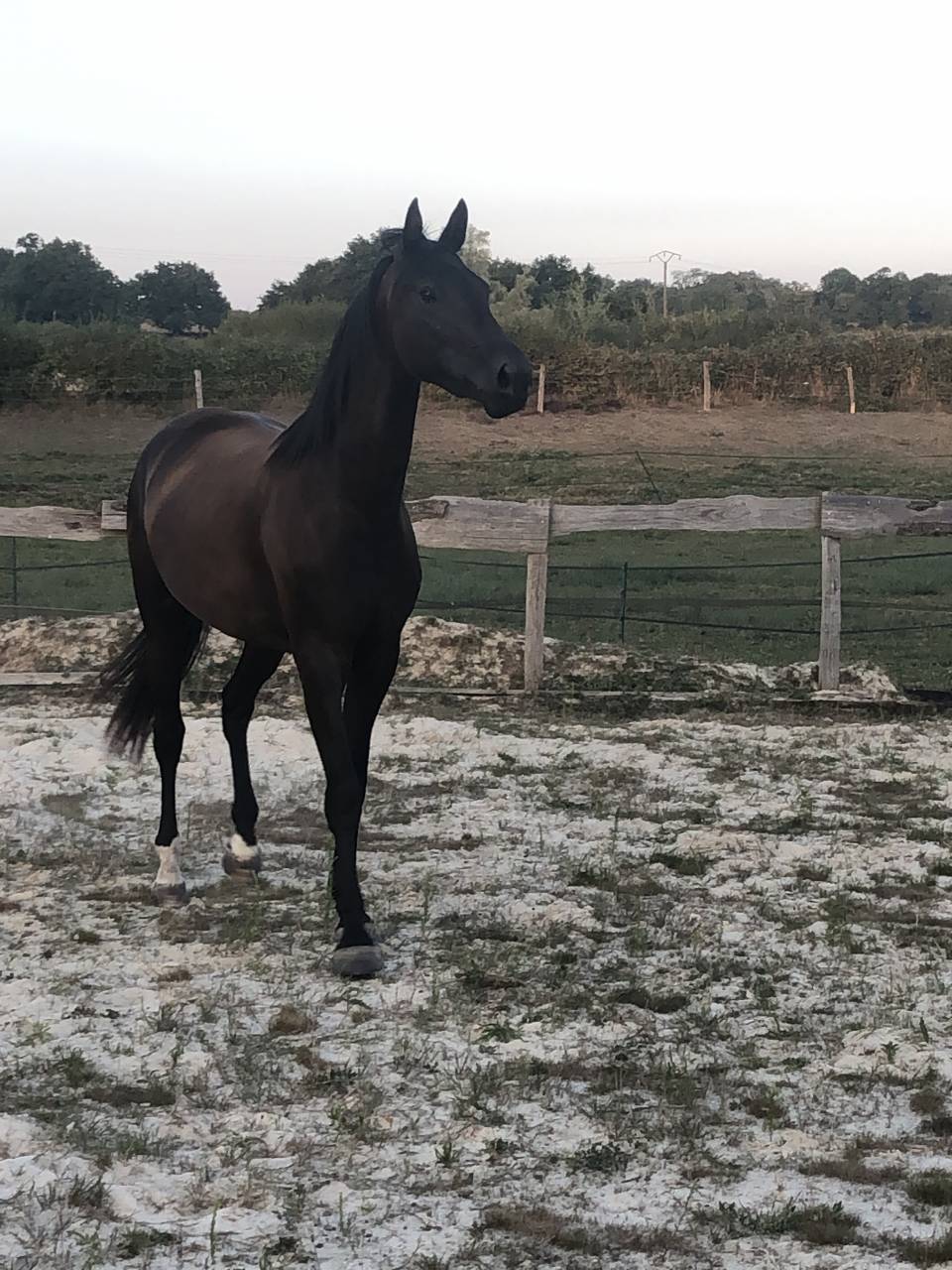 Potranca Silla Franc&eacute;s En venta 2022 Negro por SO UNIQUE