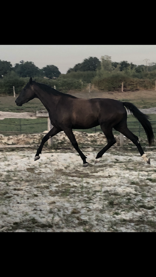 Potranca Silla Franc&eacute;s En venta 2022 Negro por SO UNIQUE