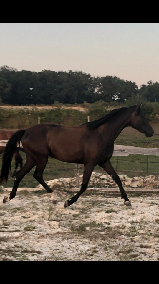 Potranca Silla Franc&eacute;s En venta 2022 Negro por SO UNIQUE