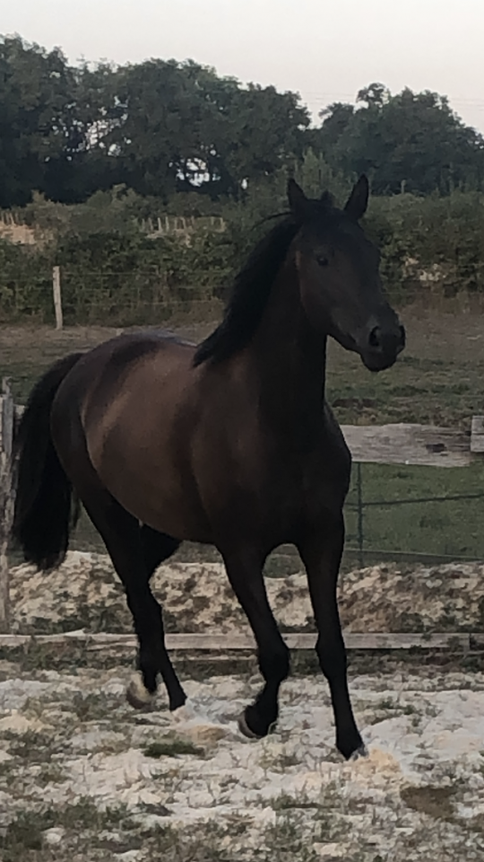 Potranca Silla Franc&eacute;s En venta 2022 Negro por SO UNIQUE