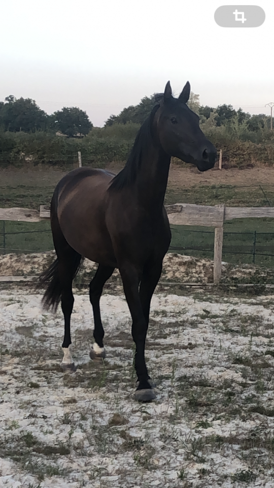 Potranca Silla Franc&eacute;s En venta 2022 Negro por SO UNIQUE