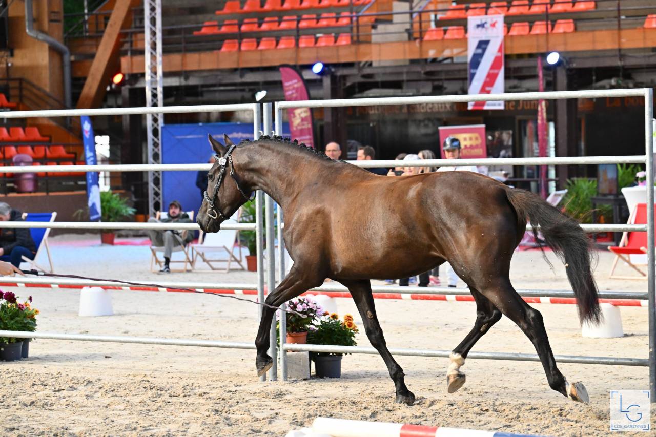 Potranca Silla Franc&eacute;s En venta 2022 Negro por SO UNIQUE