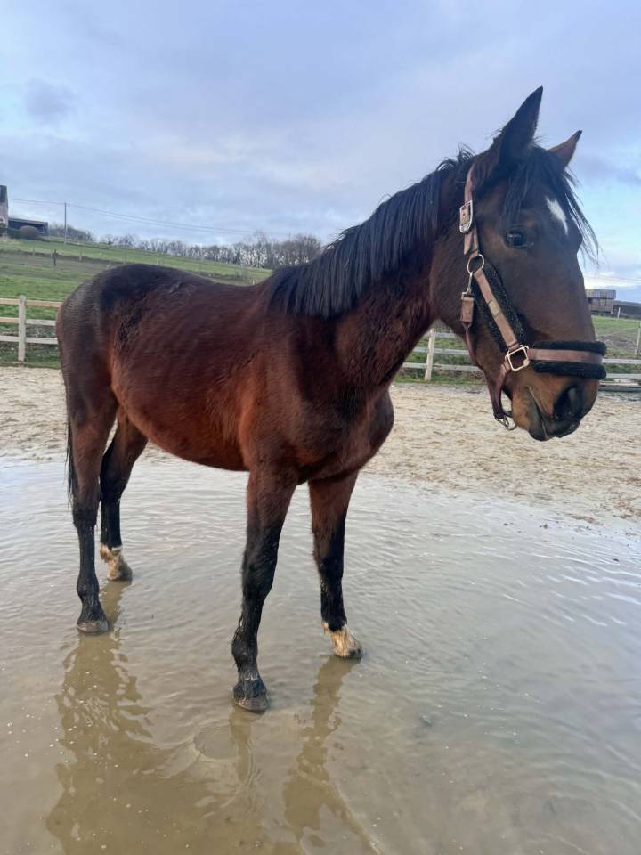 Caballo entero KWPN Caballo de Deporte Neerland&eacute;s En venta 2024 Bayo moreno por Lanto Hbc