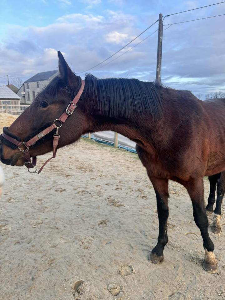 Caballo entero KWPN Caballo de Deporte Neerland&eacute;s En venta 2024 Bayo moreno por Lanto Hbc