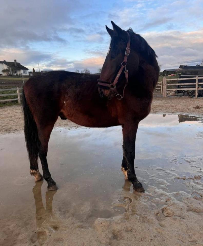 Caballo entero KWPN Caballo de Deporte Neerland&eacute;s En venta 2024 Bayo moreno por Lanto Hbc