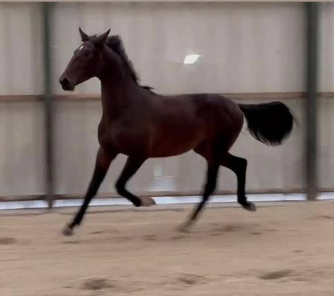 Caballo entero KWPN Caballo de Deporte Neerland&eacute;s En venta 2024 Bayo moreno por Nevada J.S du Bosquet