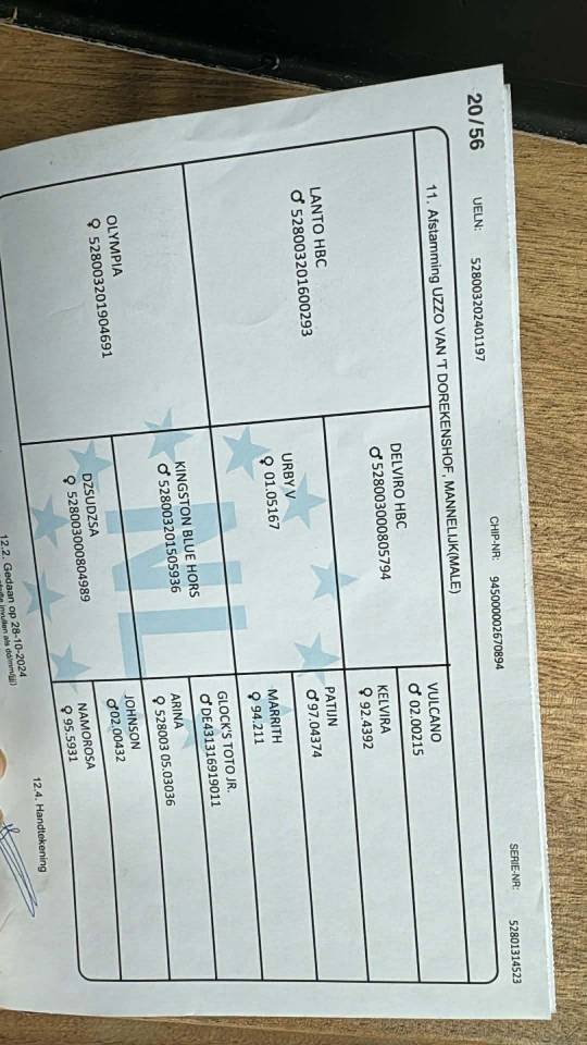 Caballo entero KWPN Caballo de Deporte Neerland&eacute;s En venta 2024 Bayo moreno por Nevada J.S du Bosquet