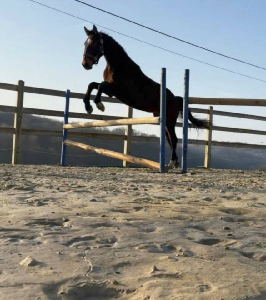 Caballo entero KWPN Caballo de Deporte Neerland&eacute;s En venta 2024 Bayo moreno por Nevada J.S du Bosquet