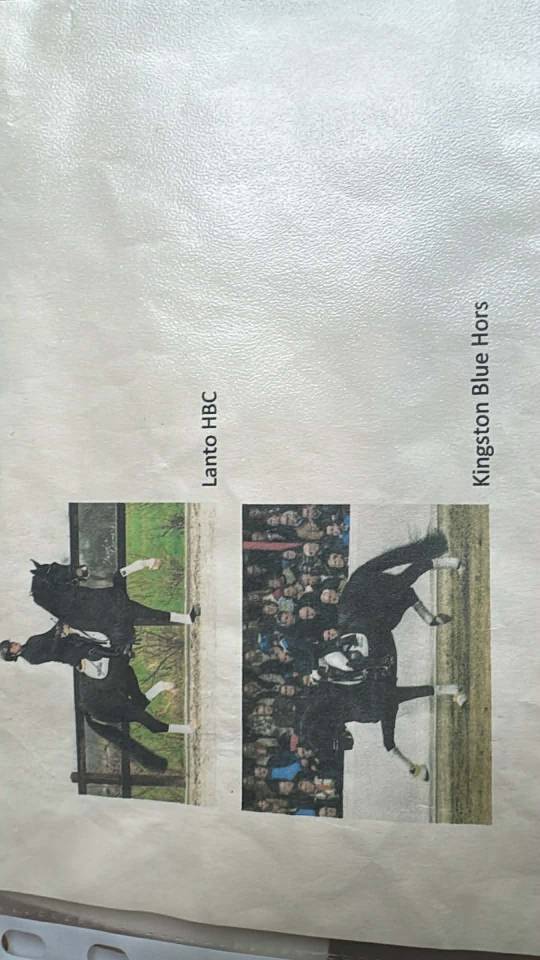 Caballo entero KWPN Caballo de Deporte Neerland&eacute;s En venta 2024 Bayo moreno por Nevada J.S du Bosquet