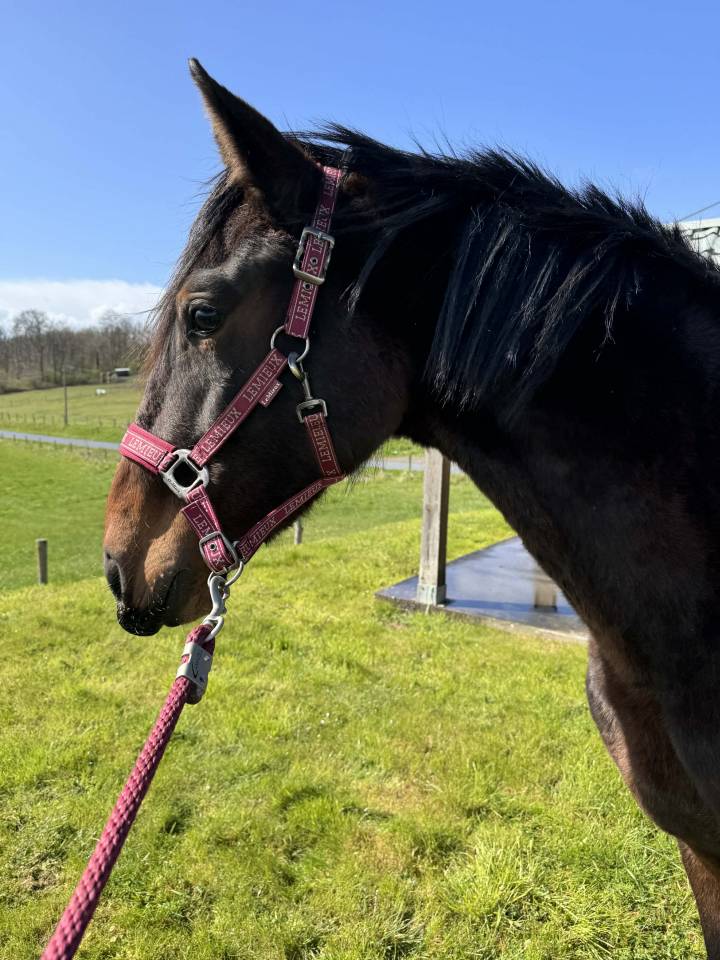 Caballo entero KWPN Caballo de Deporte Neerland&eacute;s En venta 2024 Bayo moreno por Nevada J.S du Bosquet