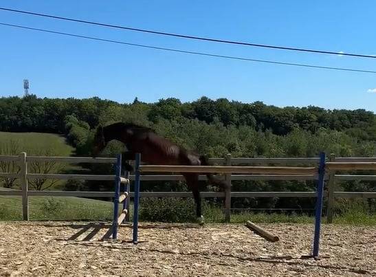 Caballo entero KWPN Caballo de Deporte Neerland&eacute;s En venta 2024 Bayo moreno por Lanto Hbc