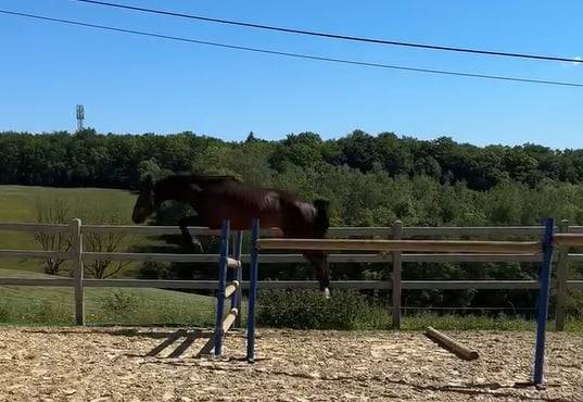 Caballo entero KWPN Caballo de Deporte Neerland&eacute;s En venta 2024 Bayo moreno por Lanto Hbc