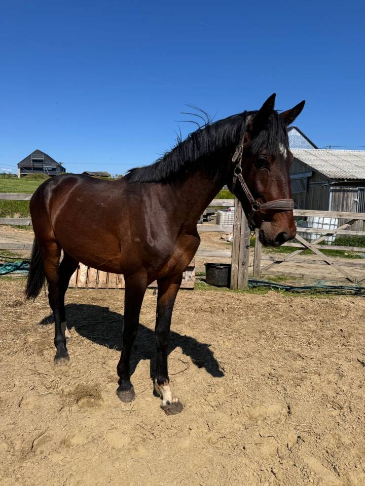 Caballo entero KWPN Caballo de Deporte Neerland&eacute;s En venta 2024 Bayo moreno por Lanto Hbc