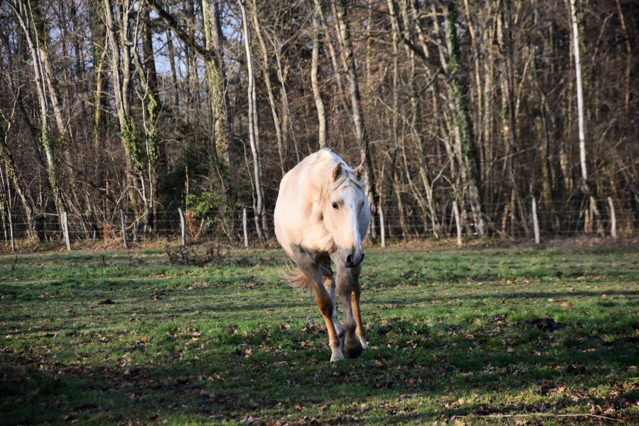 Caballo castrado Origine Constat&eacute;e En venta 2024 Palomino por Dundi des Ocres