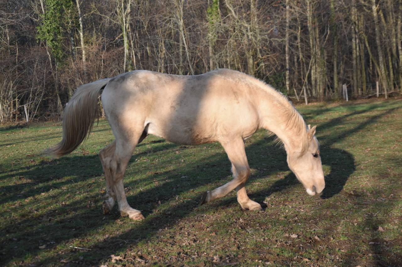 Caballo castrado Origine Constat&eacute;e En venta 2024 Palomino por Dundi des Ocres