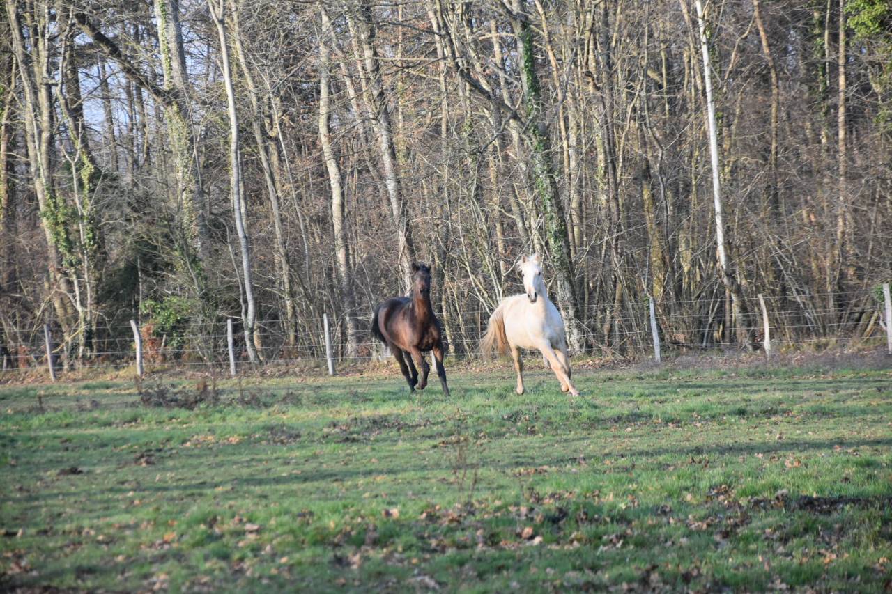 Caballo castrado Origine Constat&eacute;e En venta 2024 Palomino por Dundi des Ocres