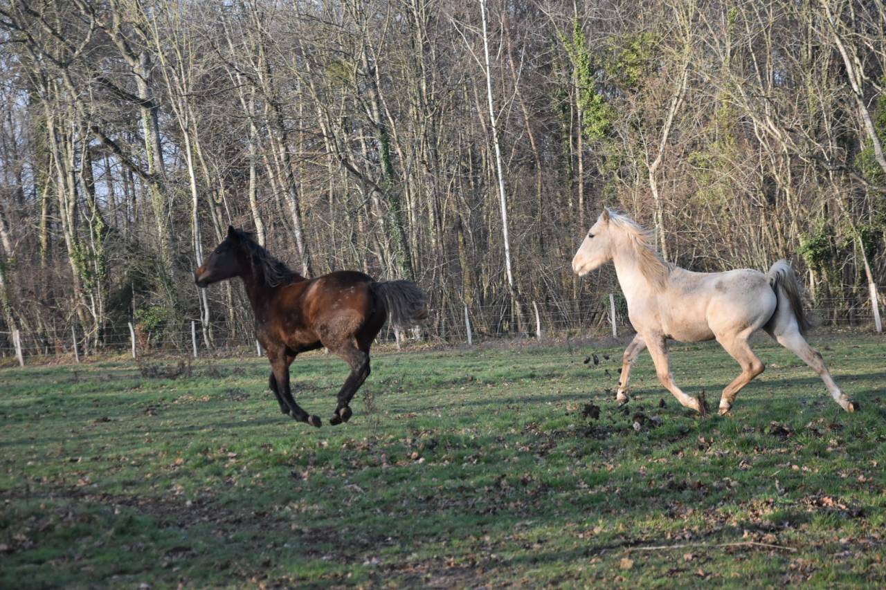 Caballo castrado Origine Constat&eacute;e En venta 2024 Palomino por Dundi des Ocres