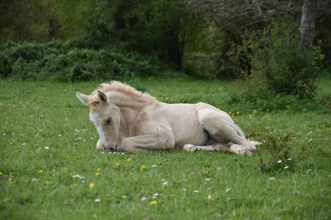 Caballo castrado Origine Constat&eacute;e En venta 2024 Palomino por Dundi des Ocres