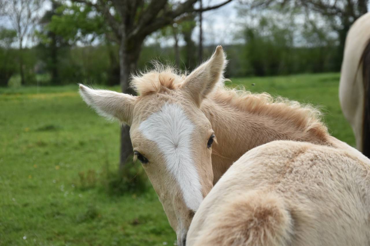 Caballo castrado Origine Constat&eacute;e En venta 2024 Palomino por Dundi des Ocres
